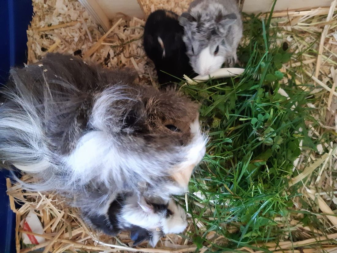 Meerschweinchen