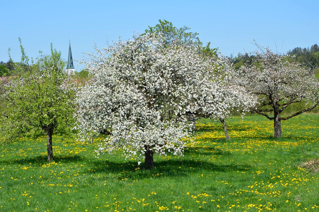 Streuobstwiese im Frühling