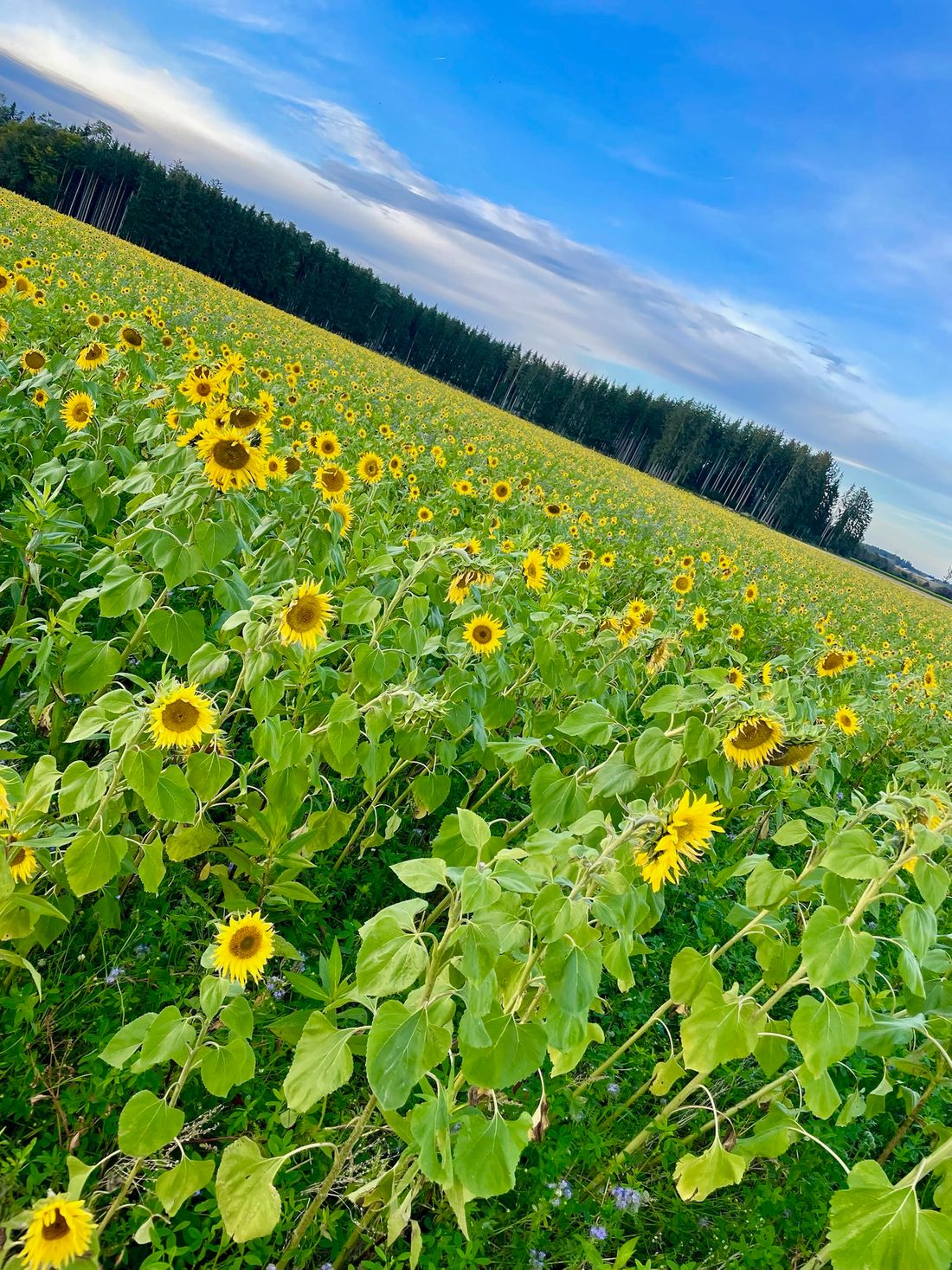 Sonnenblumen Biofeld
