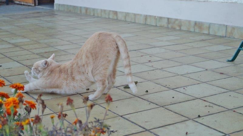 Katze Crema