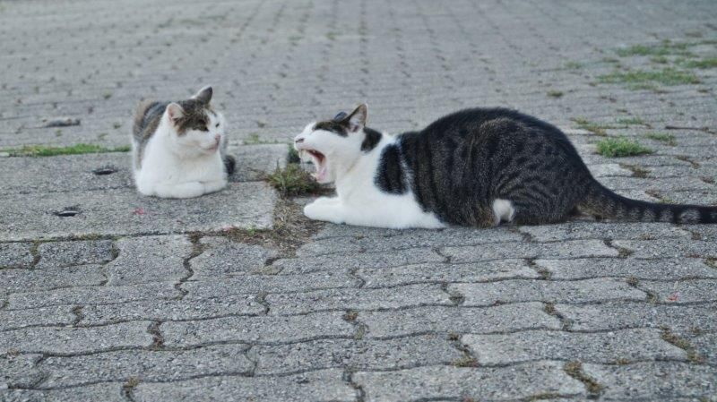 unsere Katzen Mami u. Stubi