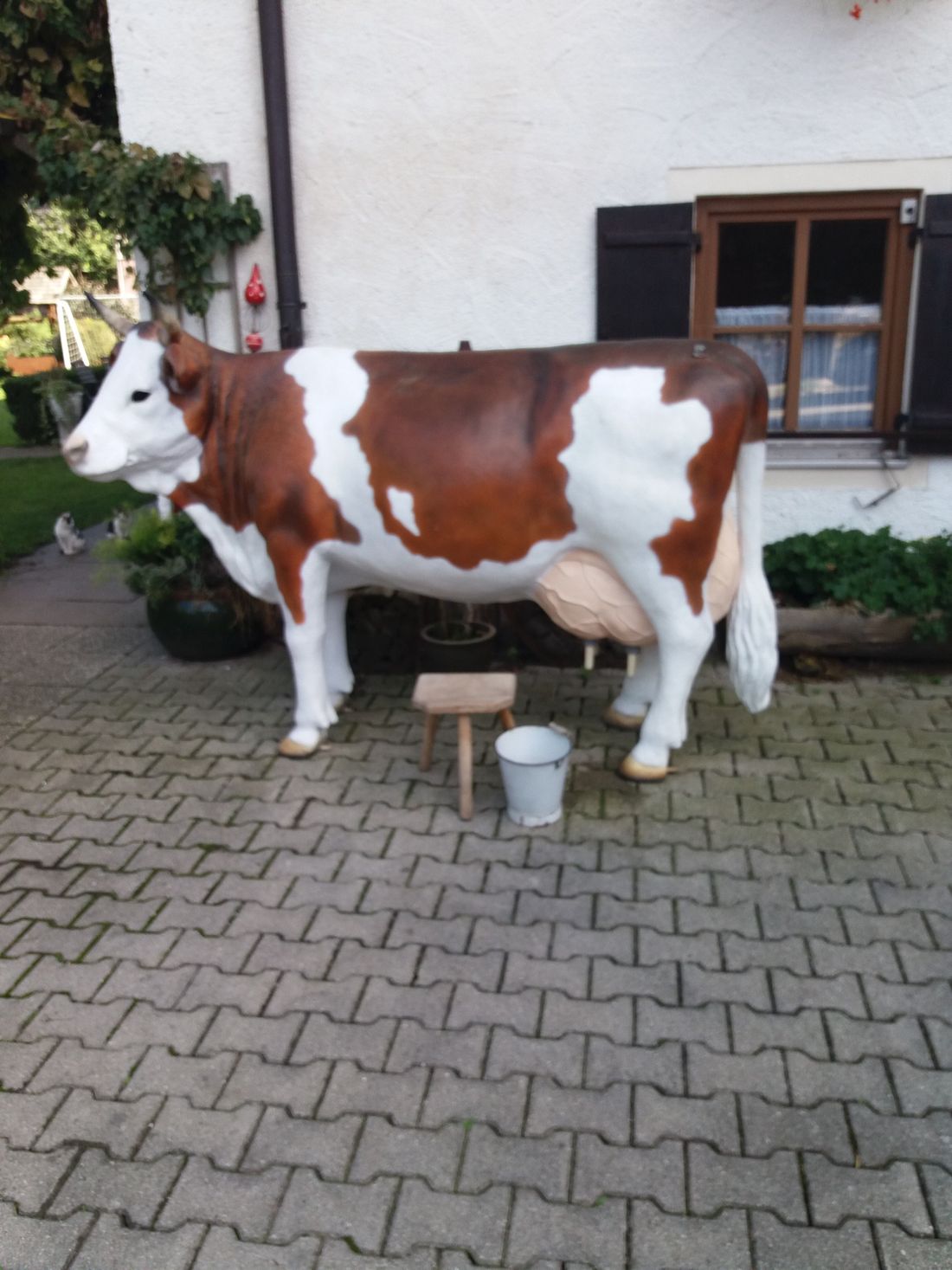 Unsere "Gäste" Kuh wartet schon
