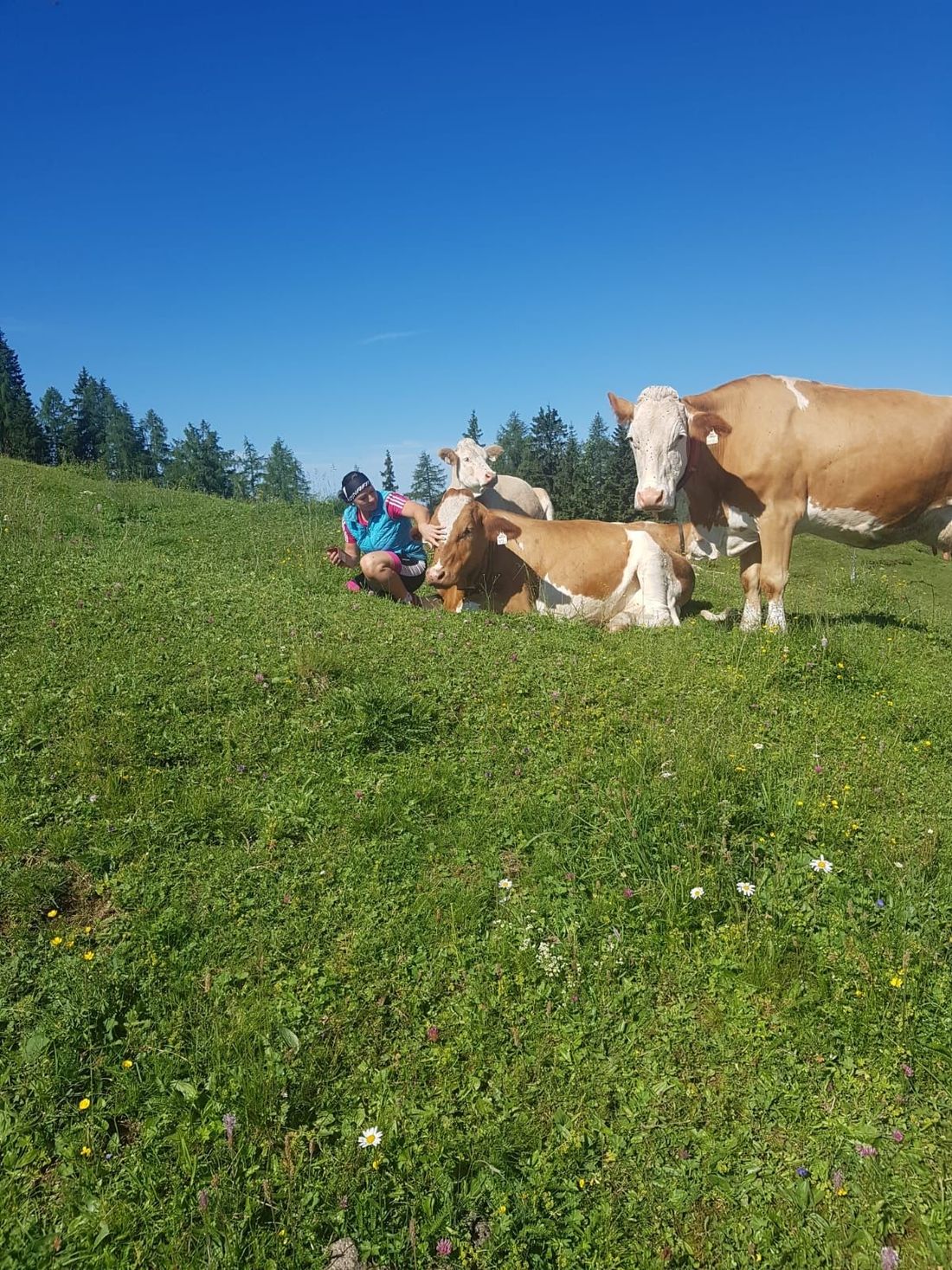 Kühe