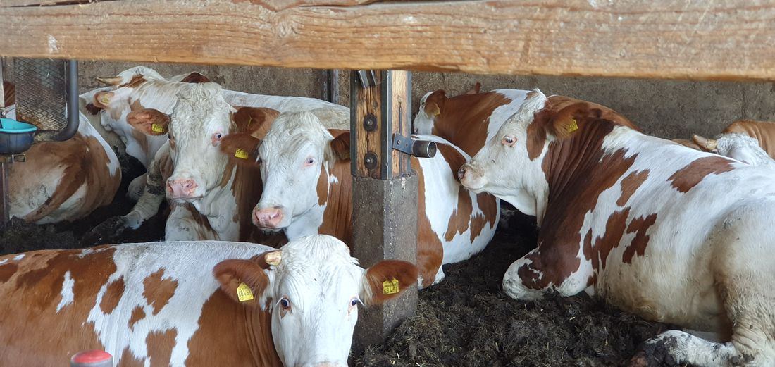 unsere Tiere