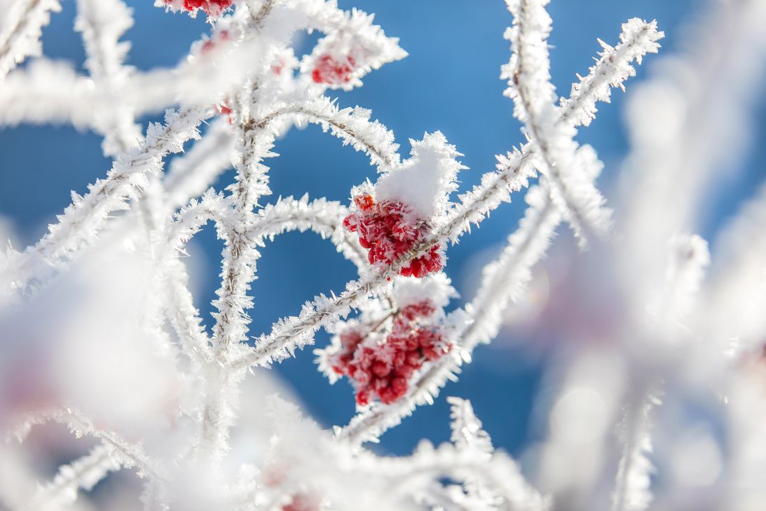 Verschneite Vogelbeeren