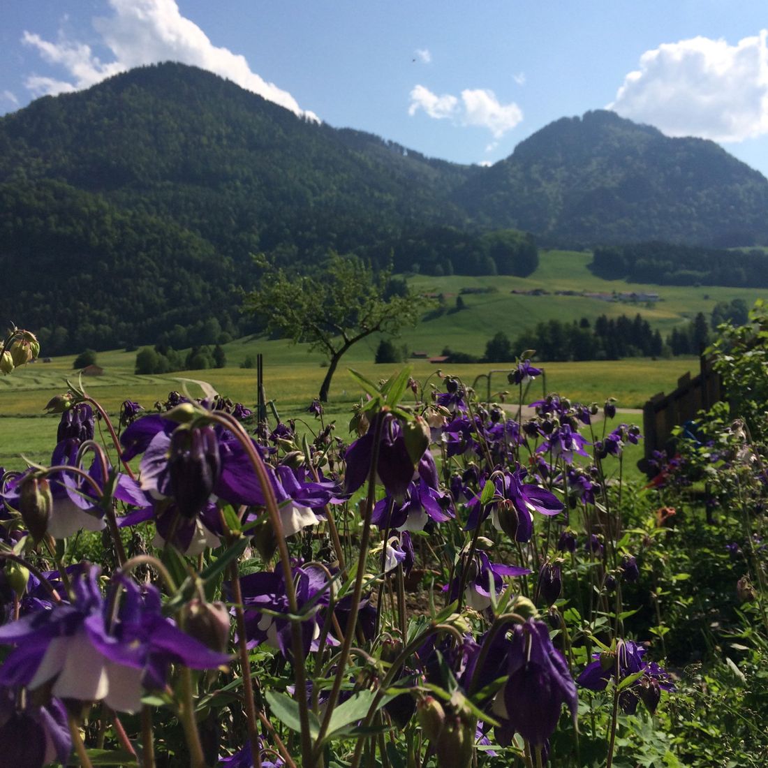 Aussicht über den Garten