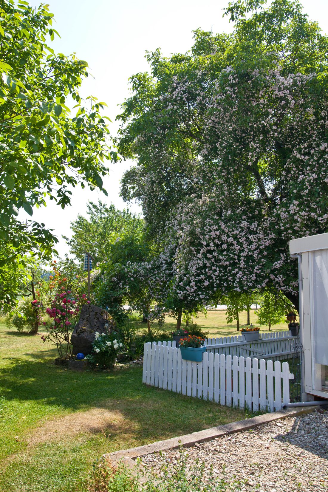 Hausbaum mit Rose