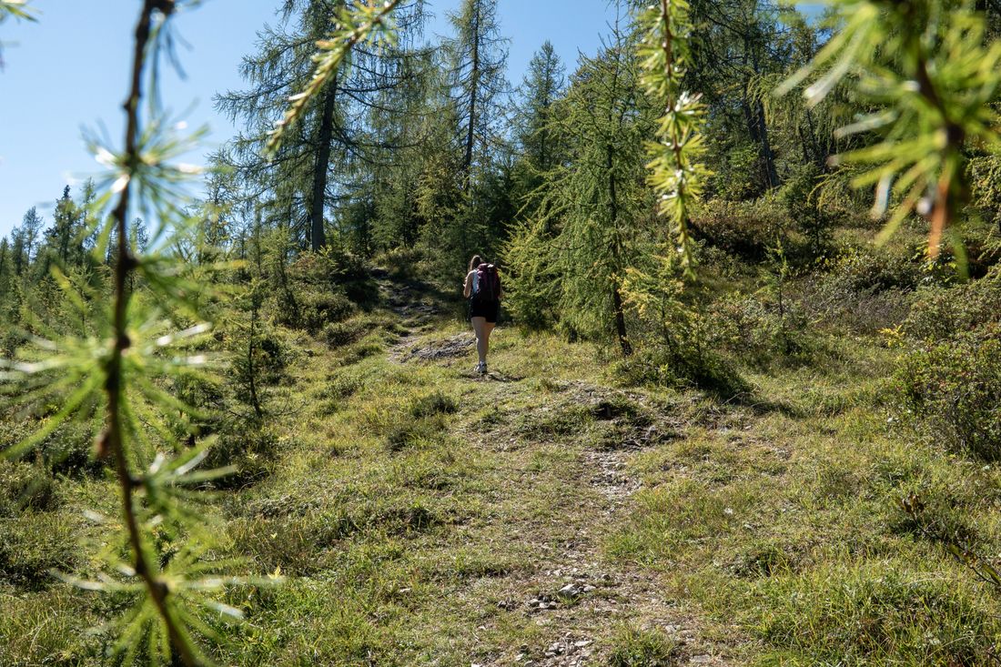 Waldstück am Gletscherblick