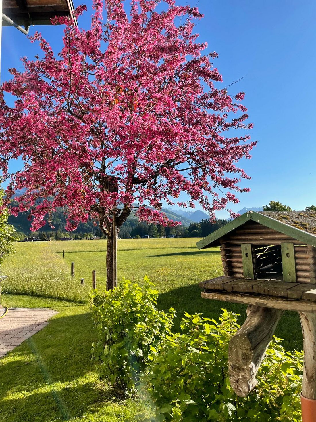 Kirschblüte