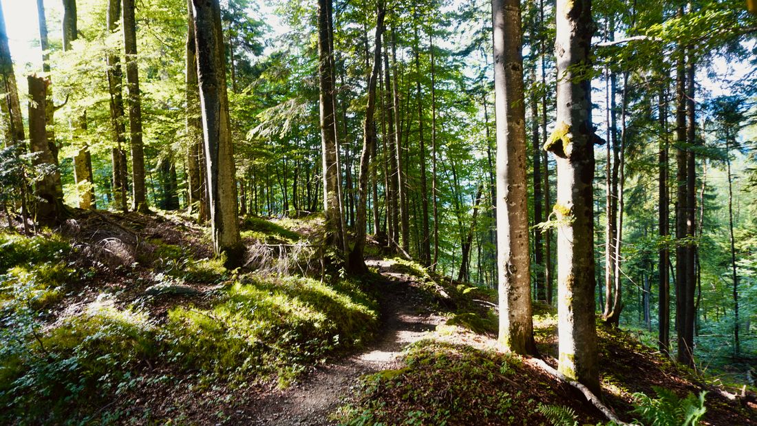 Chiemseeblick-Trail