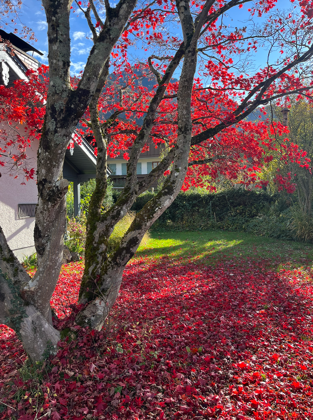 Herbst