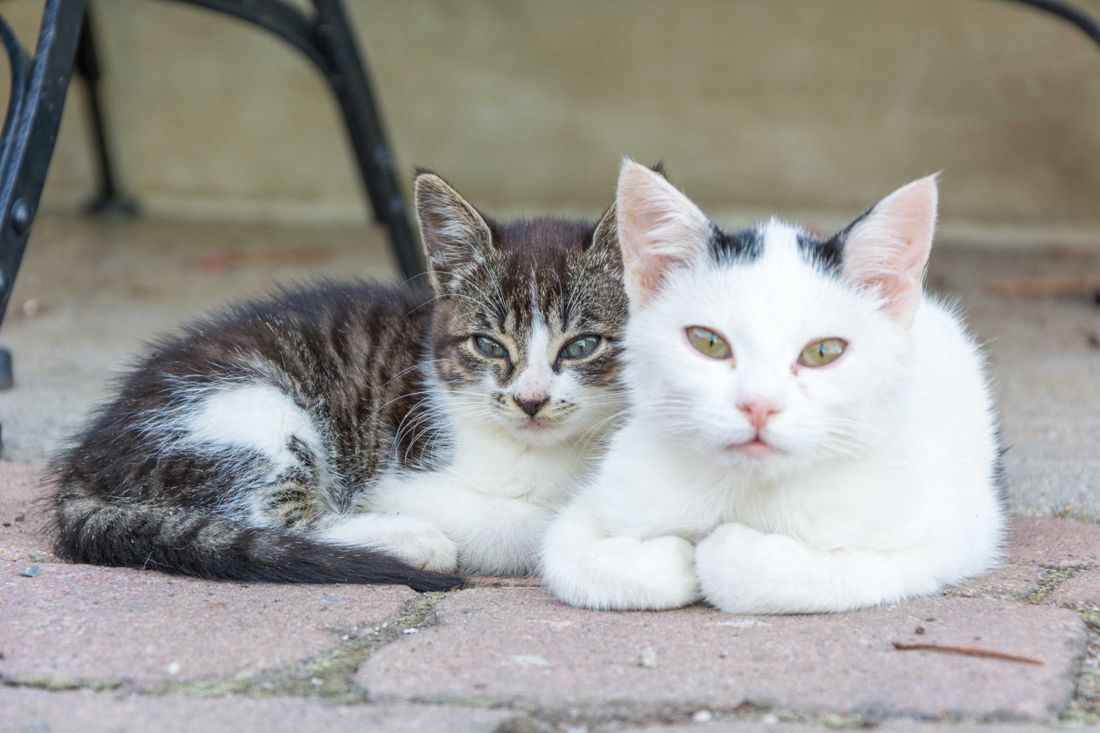 Katzen am Hof