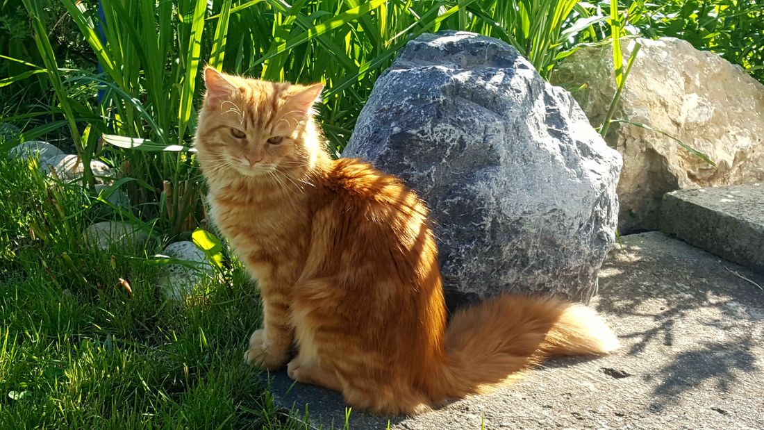 Unsere Katze "Chilli"