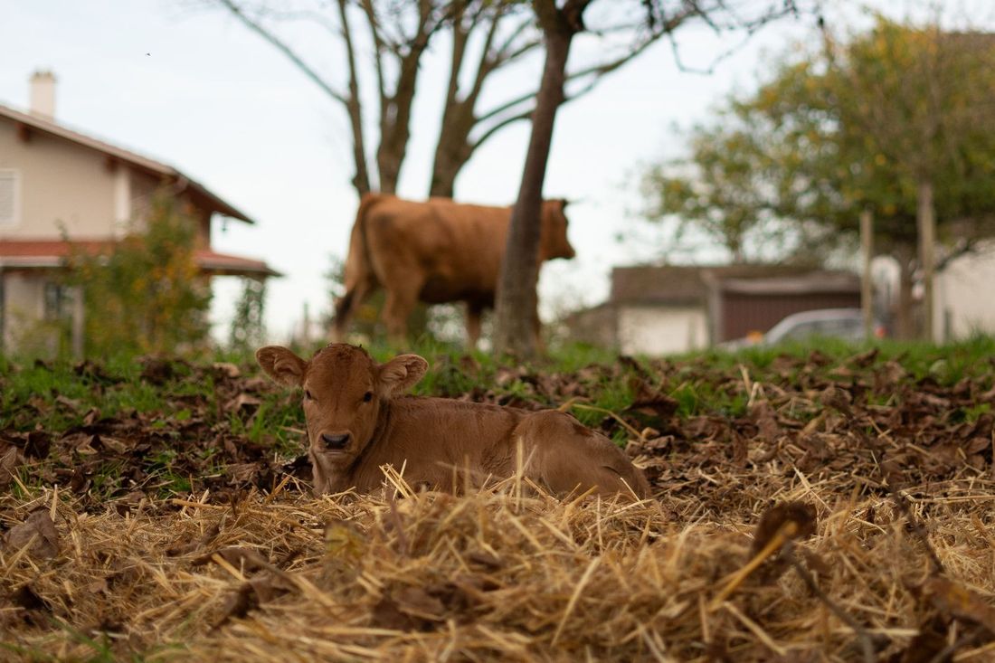 Kalb auf der Weide