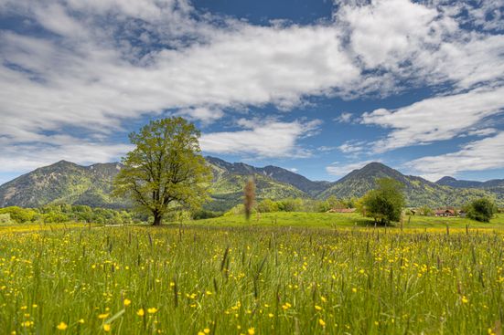 Wiese bei Raiten