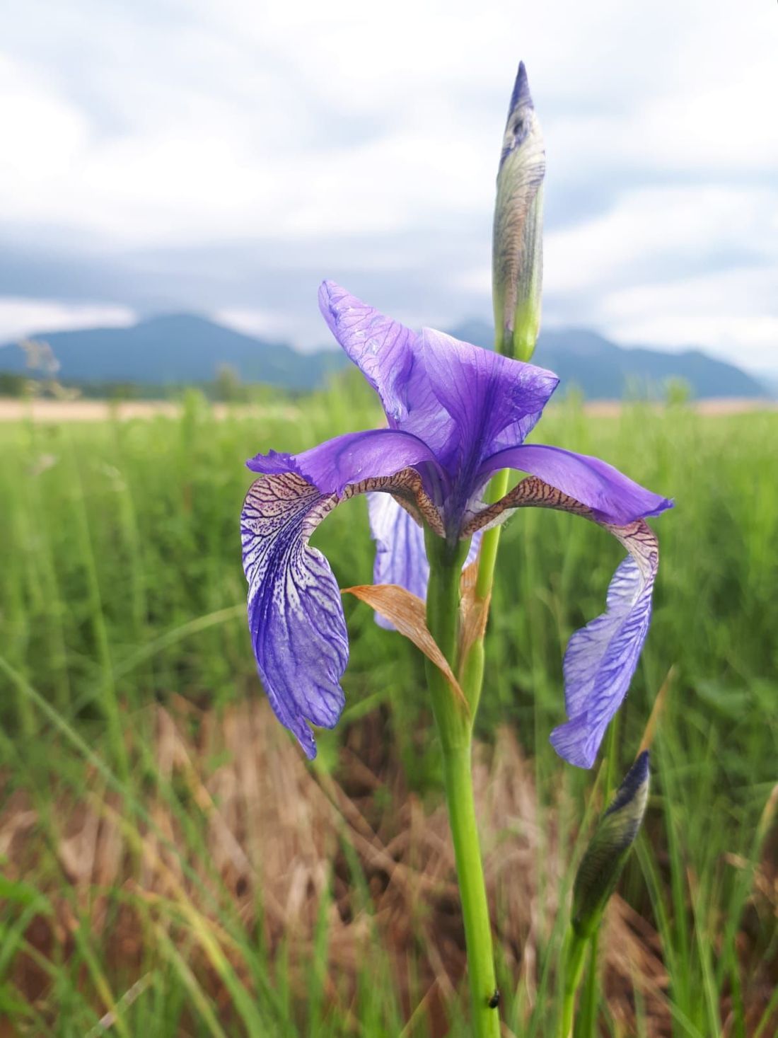 Wildblume