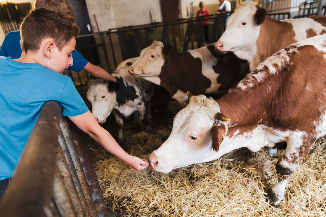 Kinder im Stall