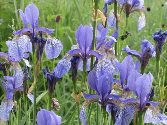 Gruppe blauer IrisSusanne Pfliegl
