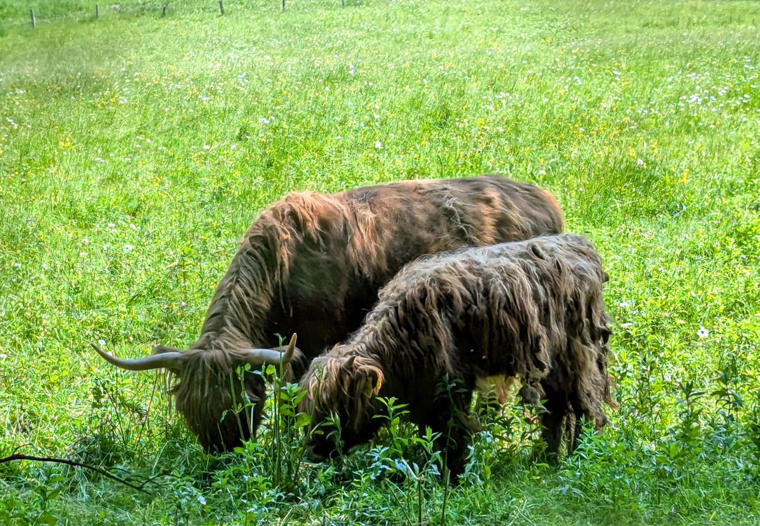 Mutterkuhhaltung auf demKlausenberg