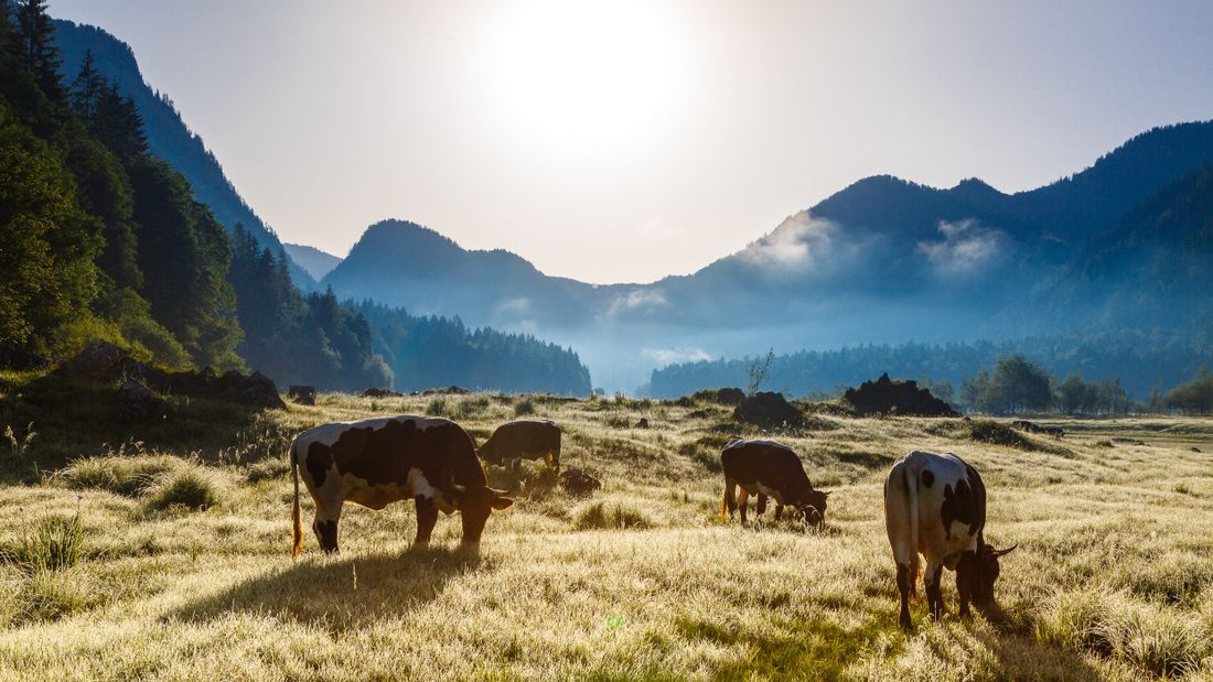 Jungvieh an den Lödenseealmen