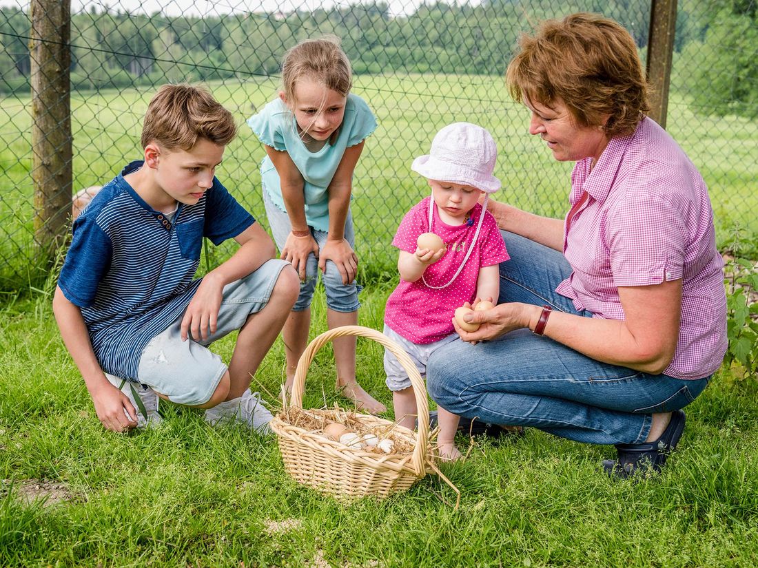 Panoramahof Stief Eier holen von eigenen Hühnern