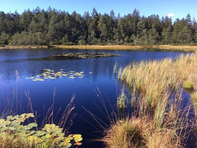 Grundloser See im Lienzinger Moor