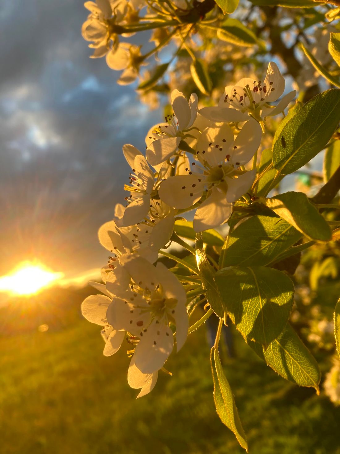 Apfelblüte