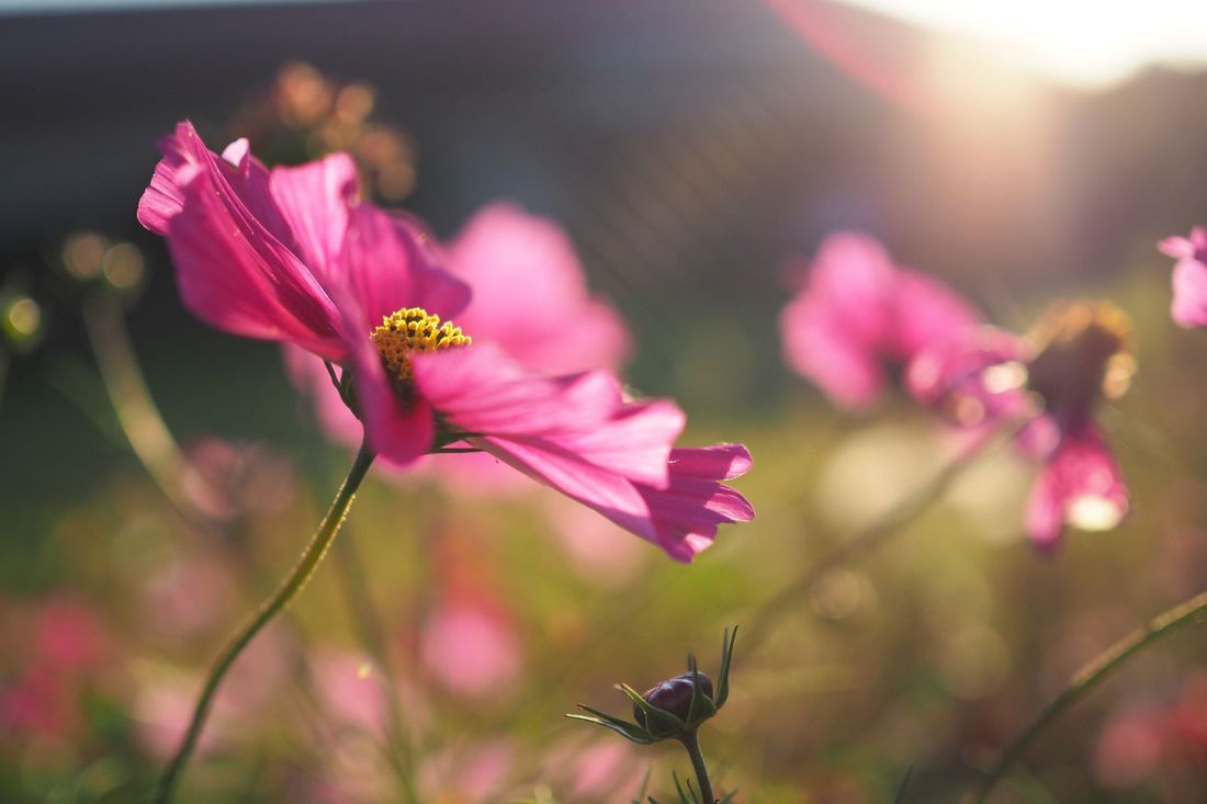 Blumenwiese