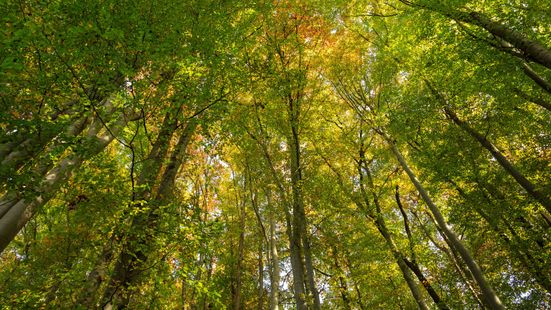 Workshop "Zwei Tage im Wald" mit Gabi Fietz-Bohleber