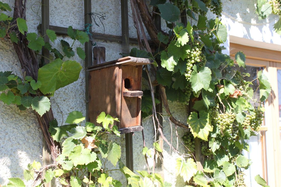 Vogelhäuschen