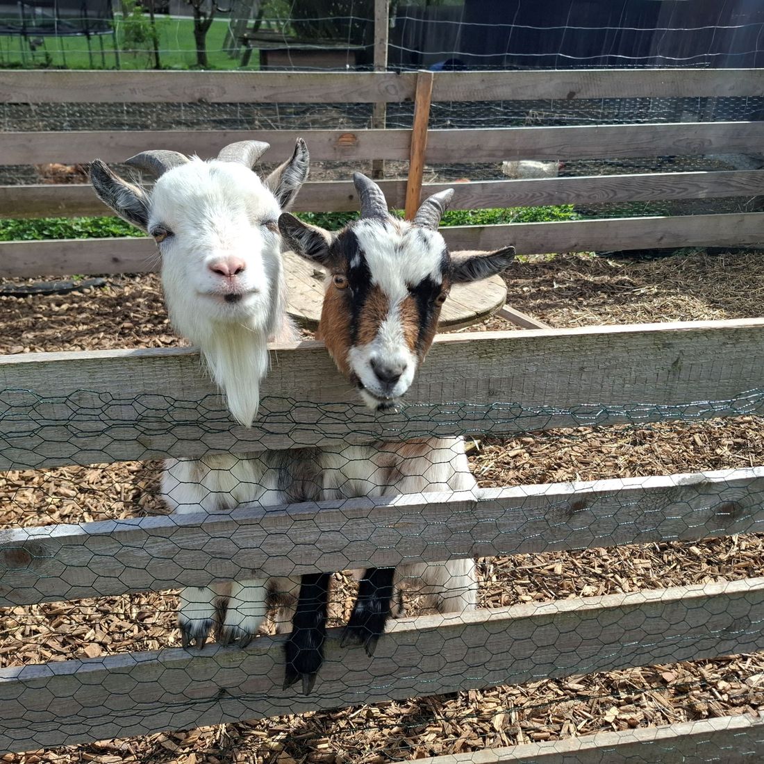 Max und Moritz unsere Ziegen