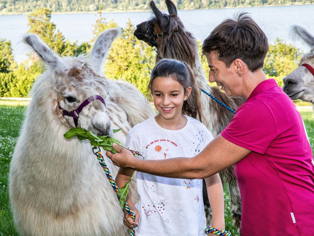 Bayerisches Lama-Trekking
