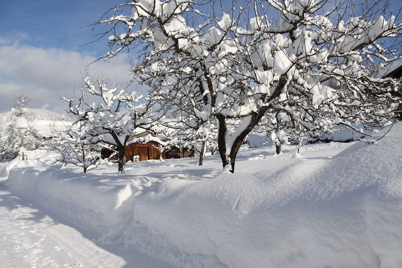 Obstangerl eingeschneit