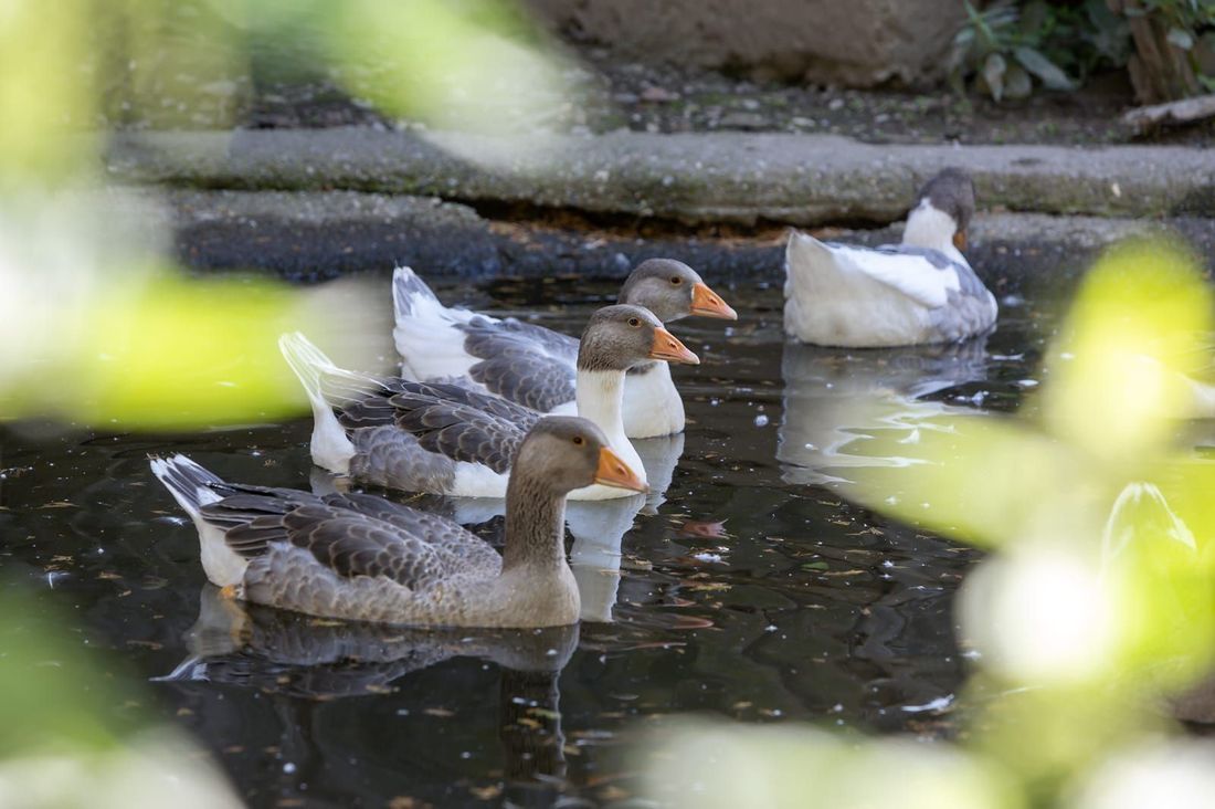 Tiere am Hof