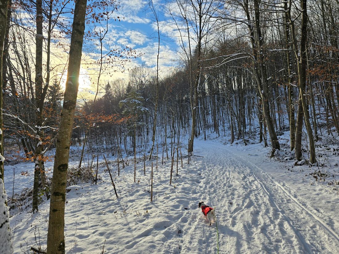 Eichbergwanderung im Schnee