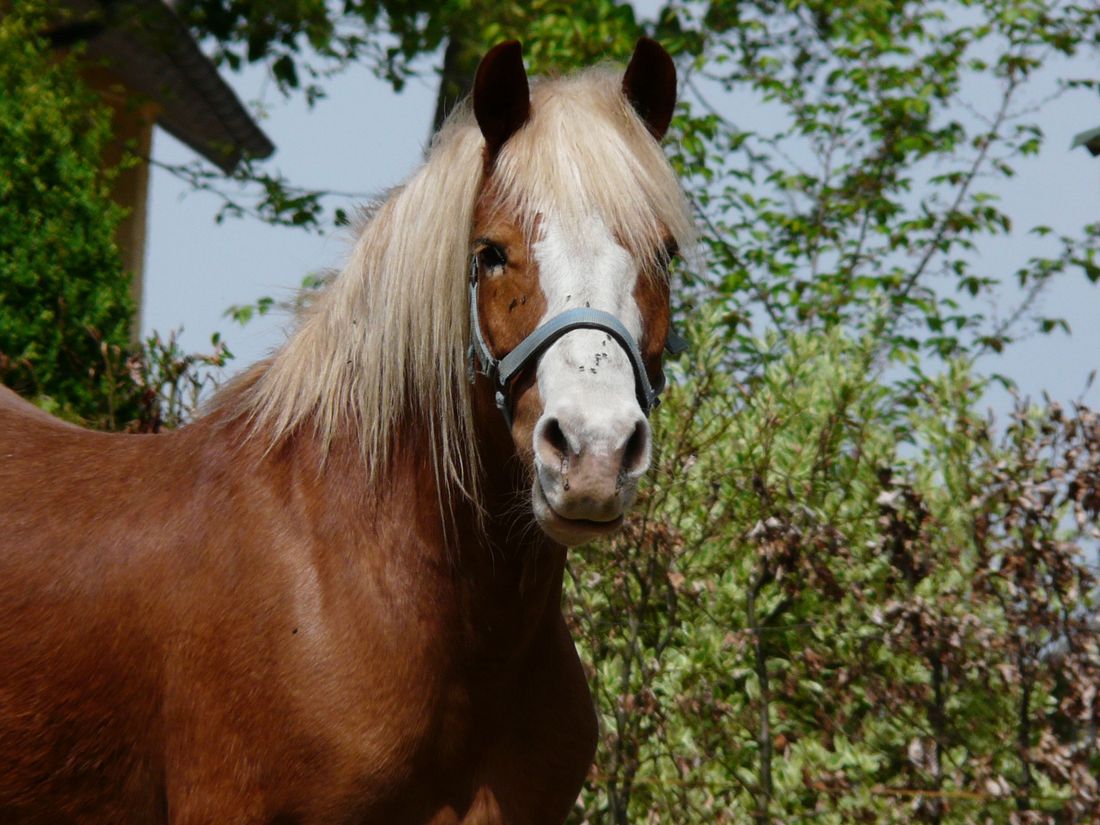 Pferd