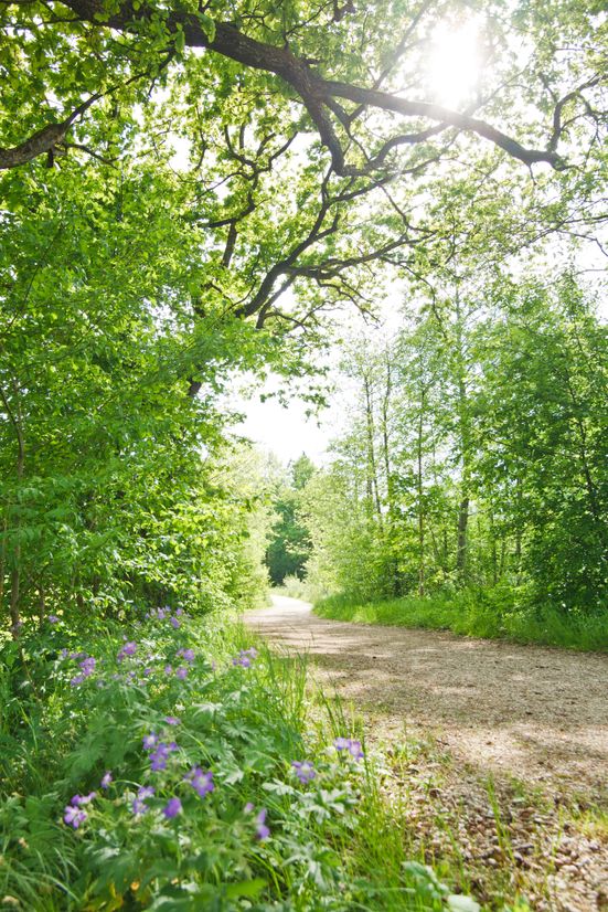 53555_Sagenweg_3.jpg
