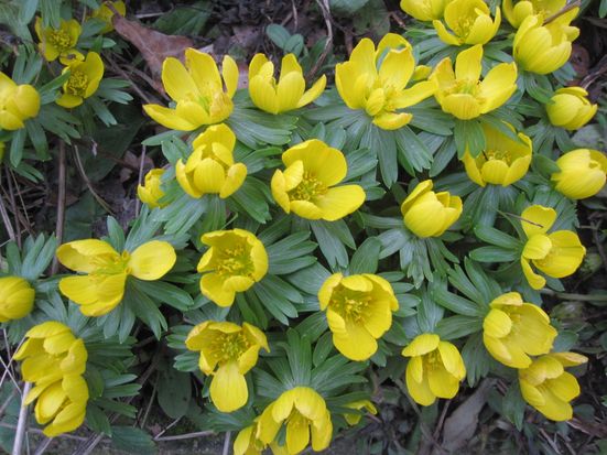 Winterlinge 2022 quer