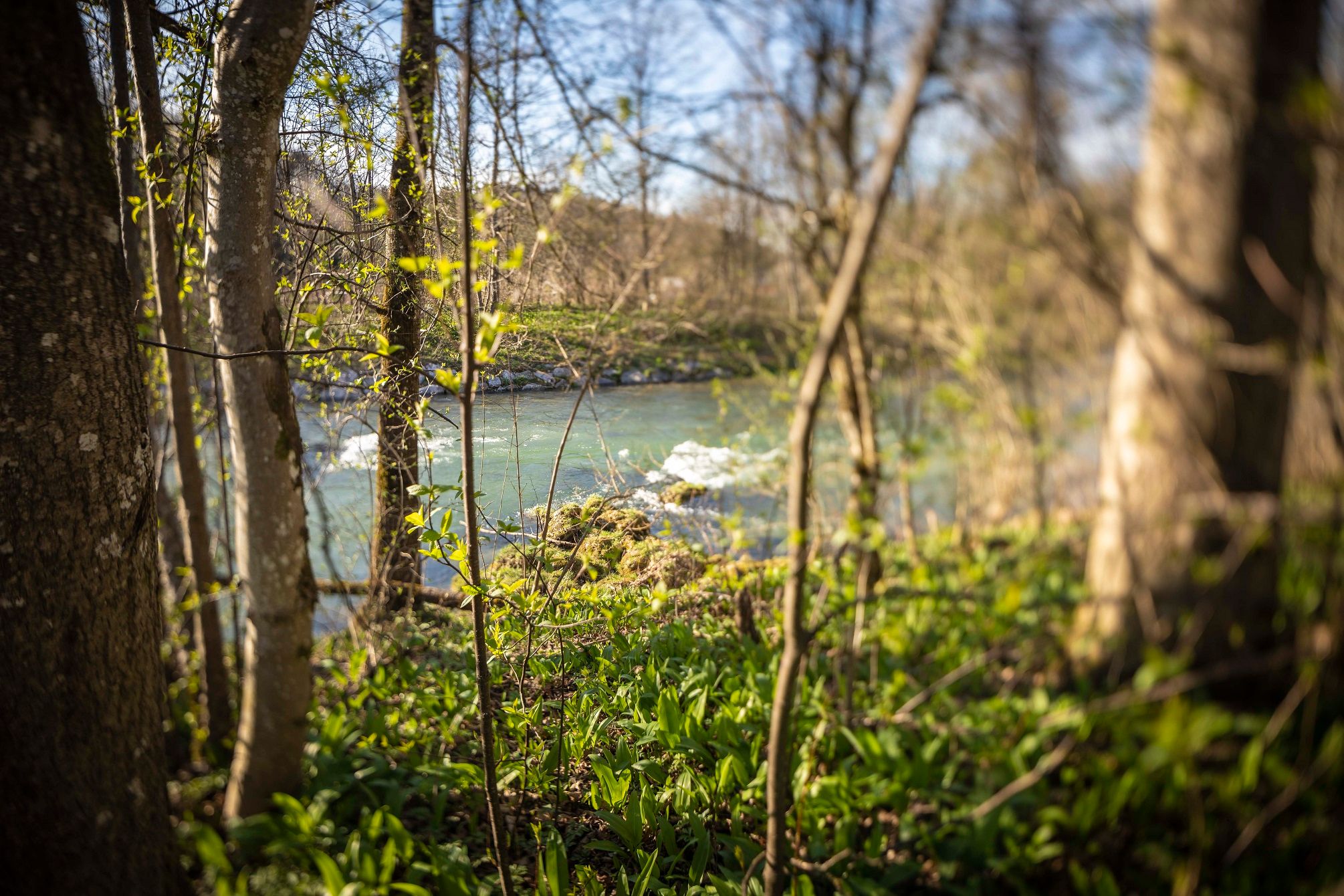 baerlauch-2-0-richard-scheuerecker-2