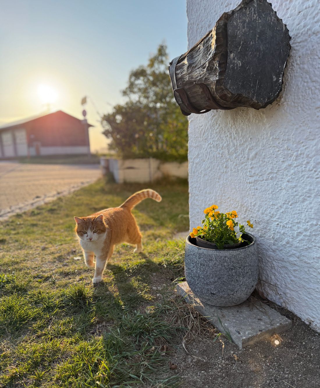Unsere Hofkatze