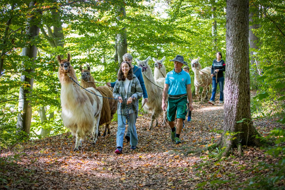 Lamas am Waginger See