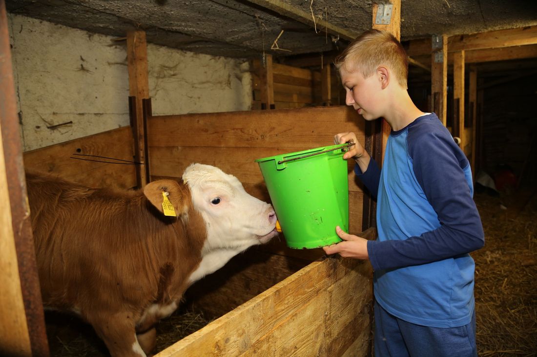 Auch Kälber haben Hunger