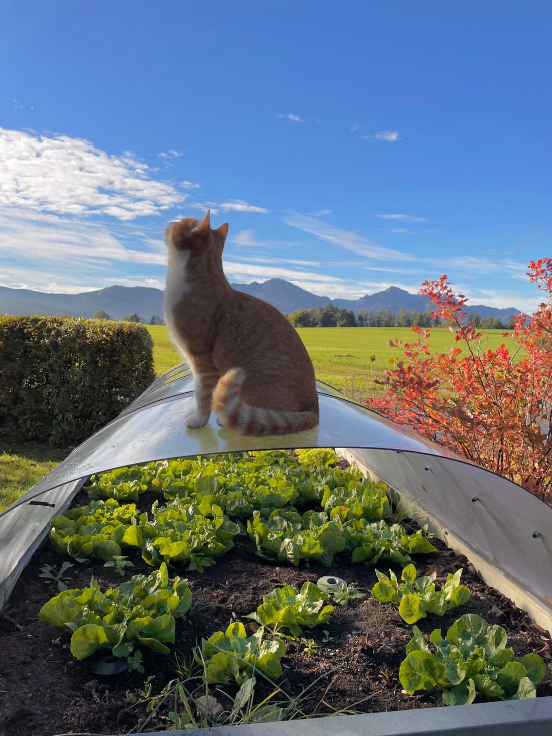 Unser Kater Öttel auf einen Gemüsebeet