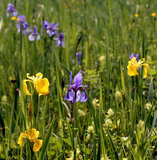 Grabenstätter Moos Irisblüte  Sepp Niederbuchner