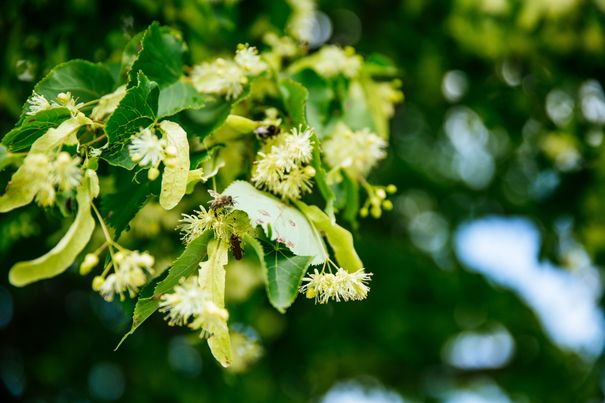 Baum-Blätter im Wind