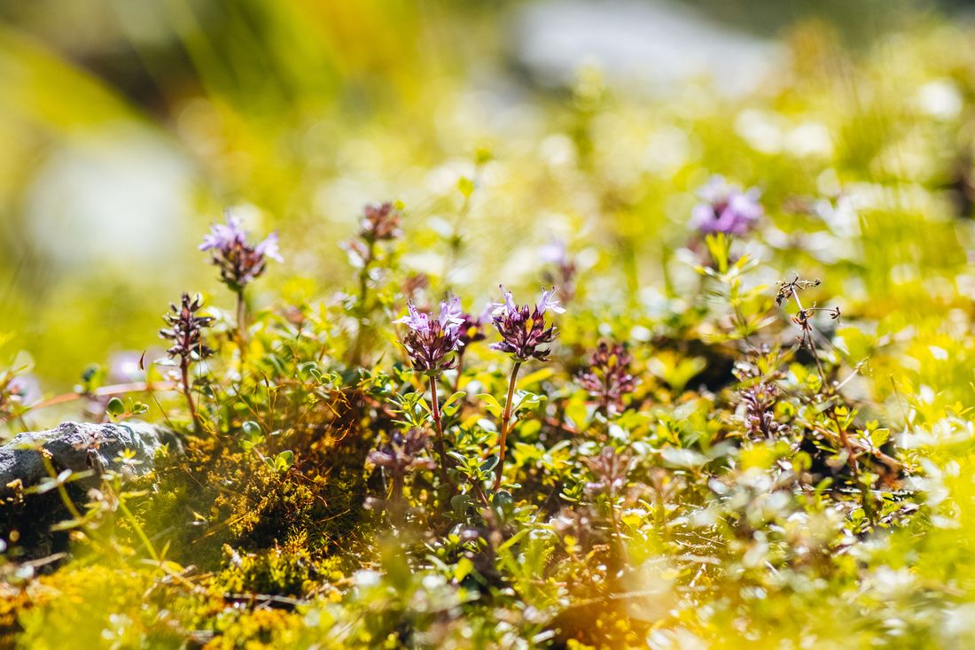 Kräuter bei einer Wandertour mit Kathrin Thaurer