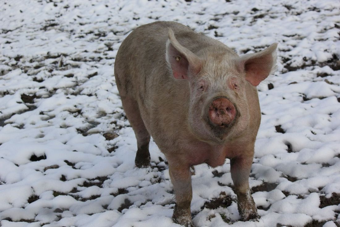 Weideschwein im Winter