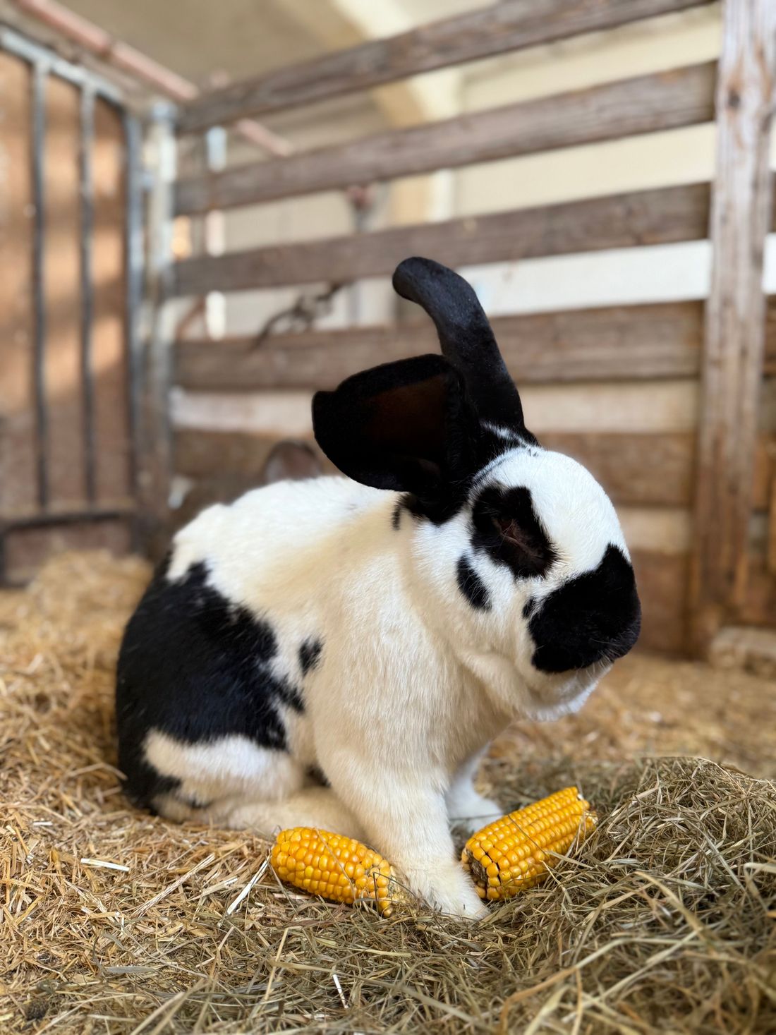 Hase Löffel
