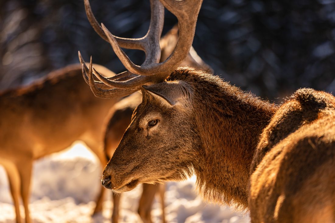Begegnungen im Winterwald