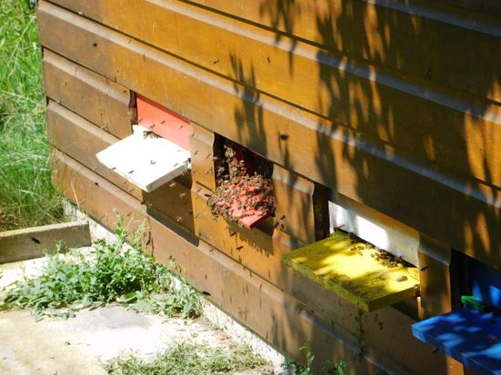 Bienen
